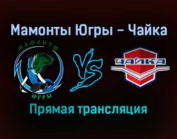 Мамонты Югры — Чайка прямая трансляция 24 ноября 2021 года