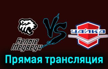 Белые Медведи — Чайка 26 ноября 2023 года прямая трансляция