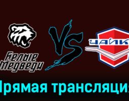 Белые Медведи — Чайка 28 ноября 2023 года прямая трансляция