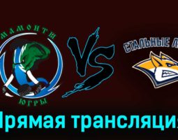Мамонты Югры — Стальные Лисы 17 ноября 2023 года прямая трансляция