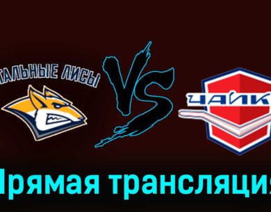 Стальные Лисы — Чайка 22 ноября 2023 года прямая трансляция