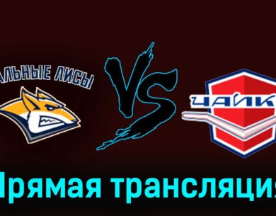 Стальные Лисы — Чайка 24 ноября 2023 года прямая трансляция