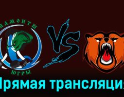 Мамонты Югры — Кузнецкие Медведи 15 февраля 2024 года прямая трансляция